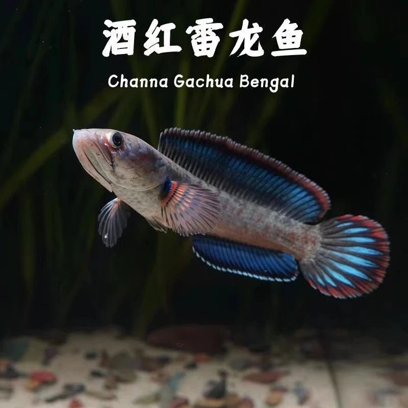 酒红雷龙鱼苗福利
