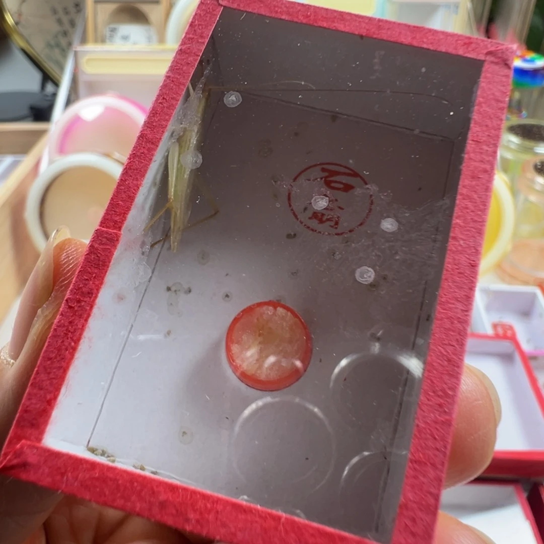 蟋蟀一只石老师杂青竹蛉