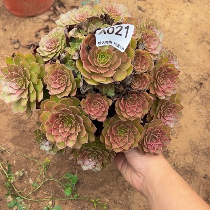 红魔多肉植物021.