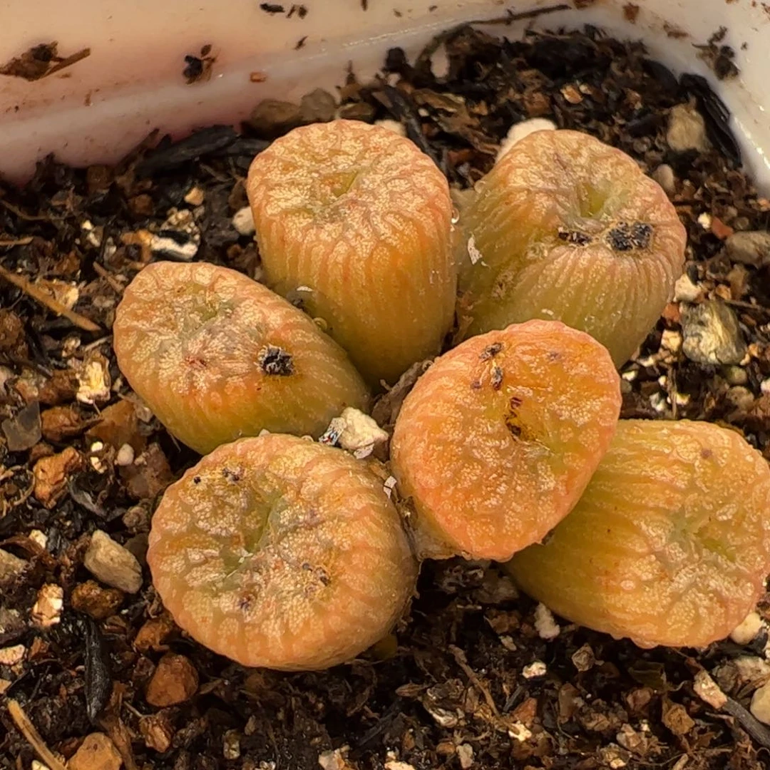 453多肉植物百科