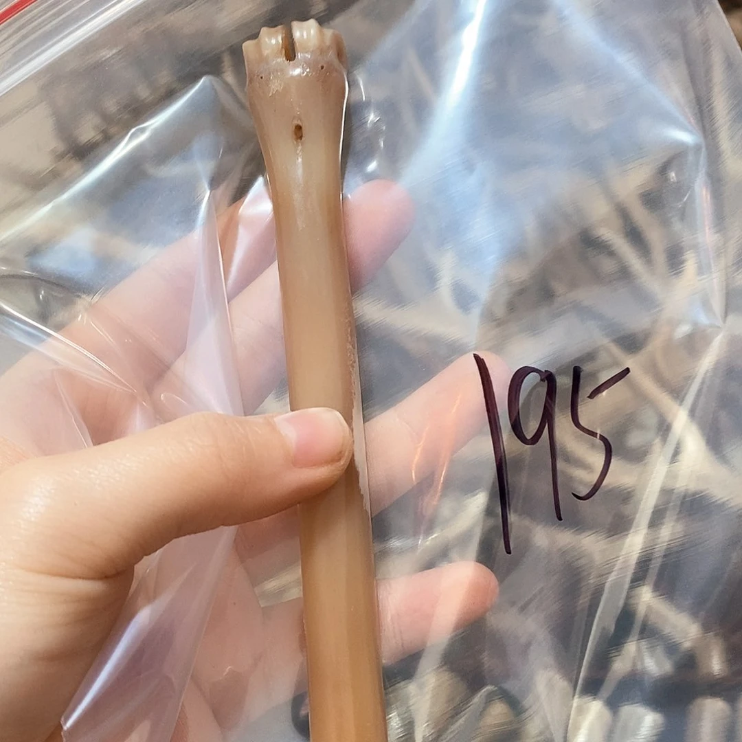 鹿骨鹿骨鹿骨鹿骨鹿
