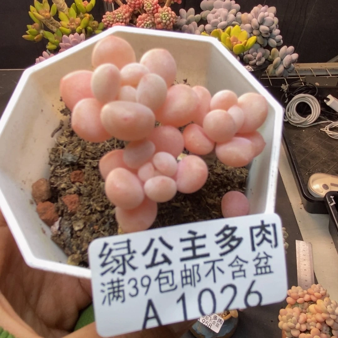 026鱼子酱多肉5cm