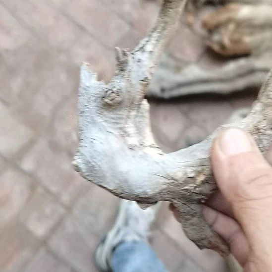 和***平柏木（崖柏）崖柏摆件，，，，，