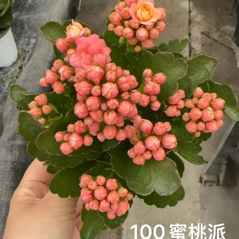 昊景长寿（蜜桃派）100室内精美盆栽