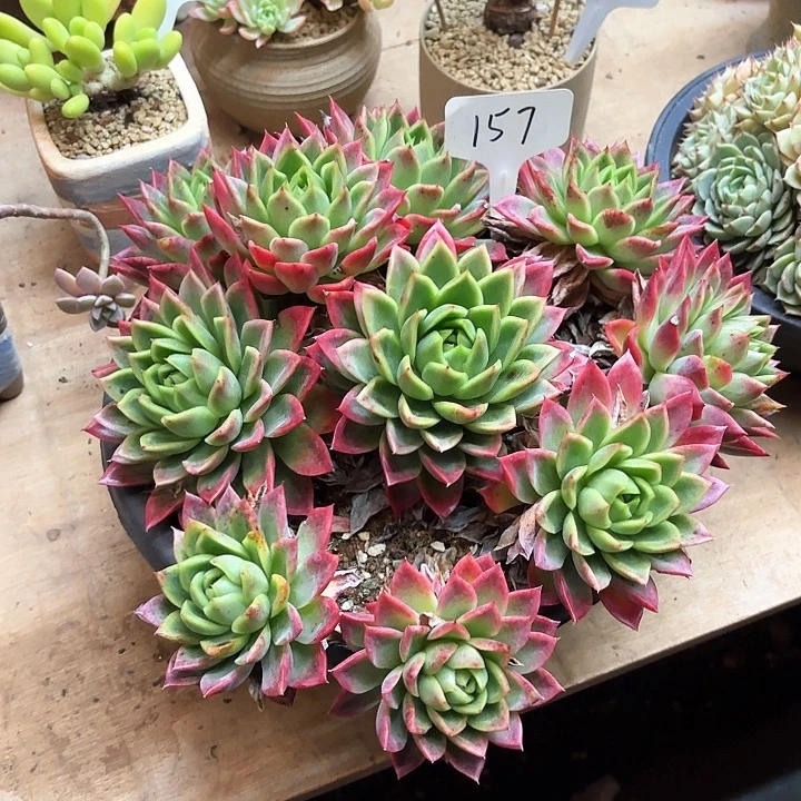 多肉植物，红女巫157号