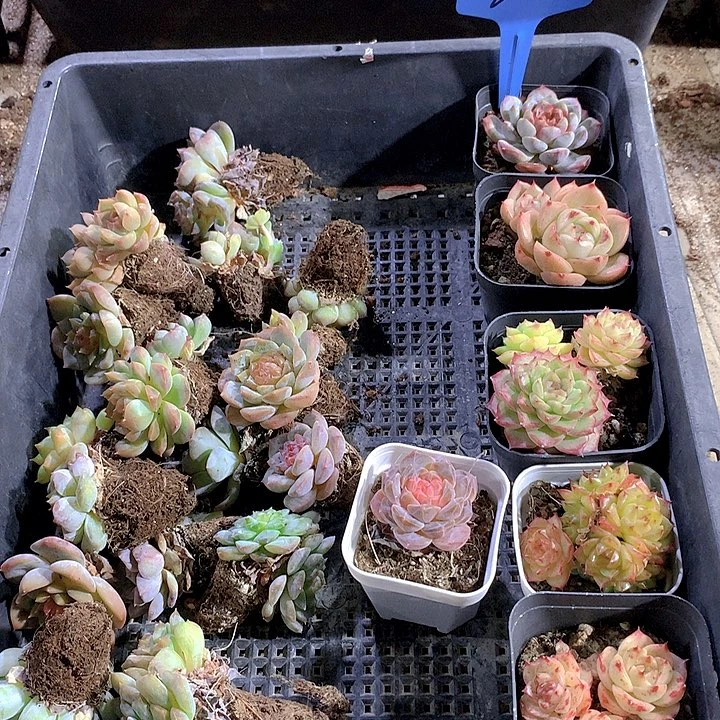 802号多肉植物园艺