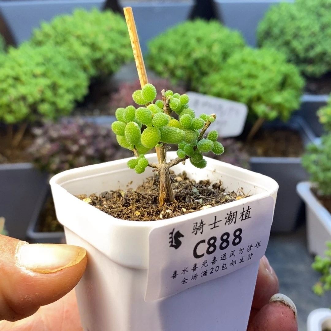 888金桔糖球枝干番杏福利