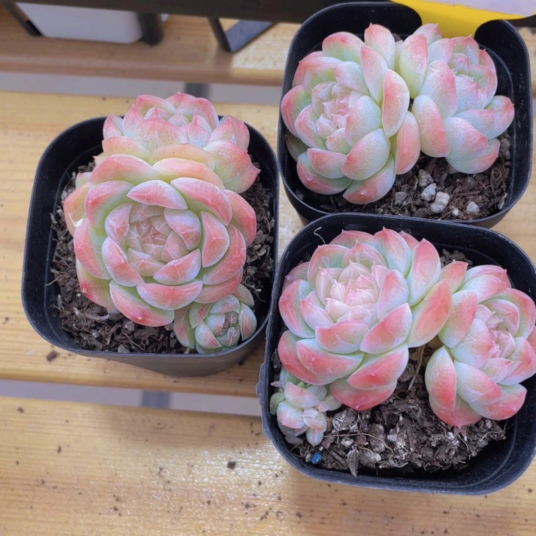 653号 精品白桃汽水天花板一个