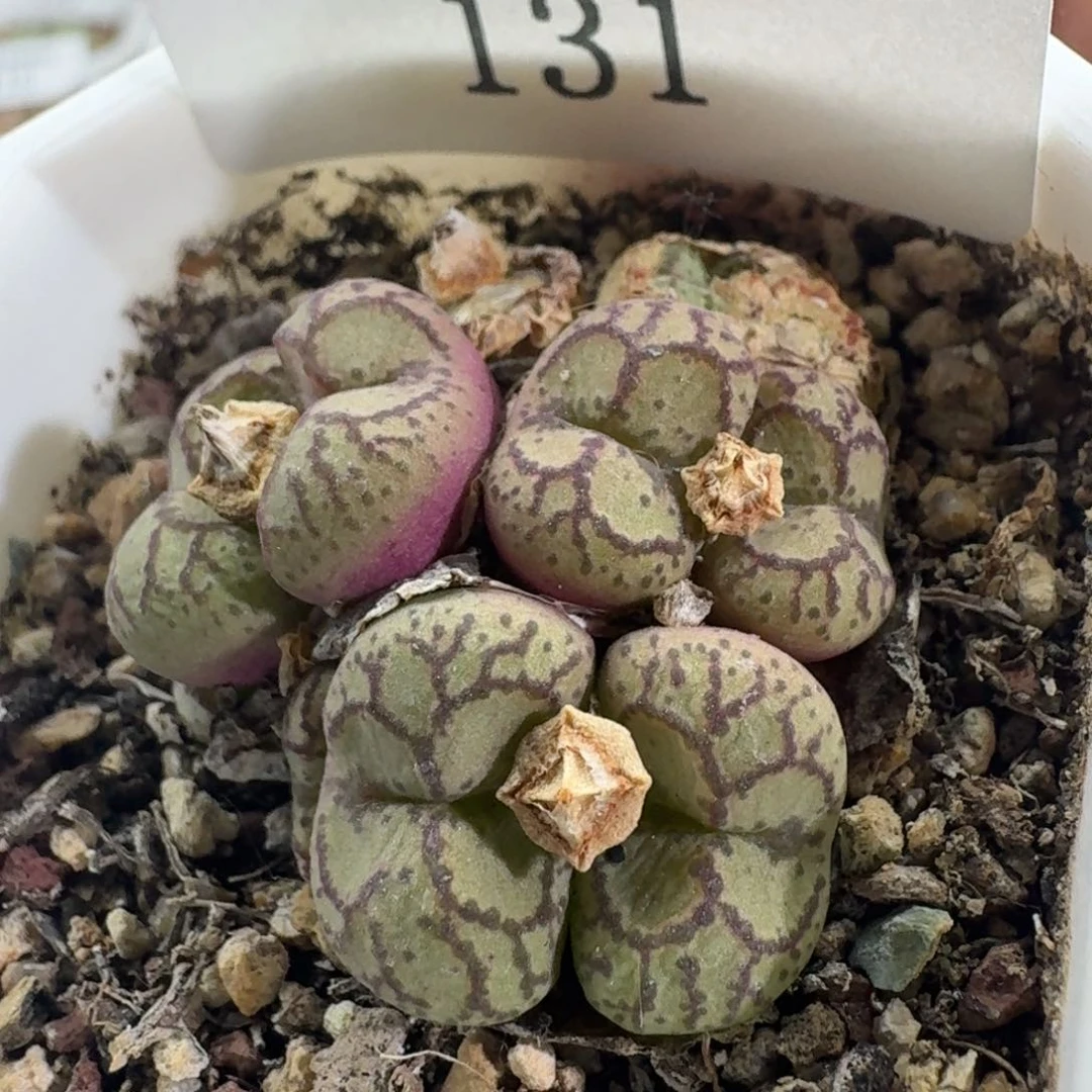 131 白花悟空大紫猴。