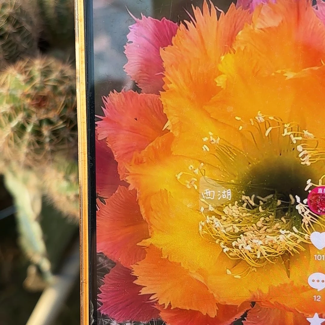 绣球侧牙20包邮仙人