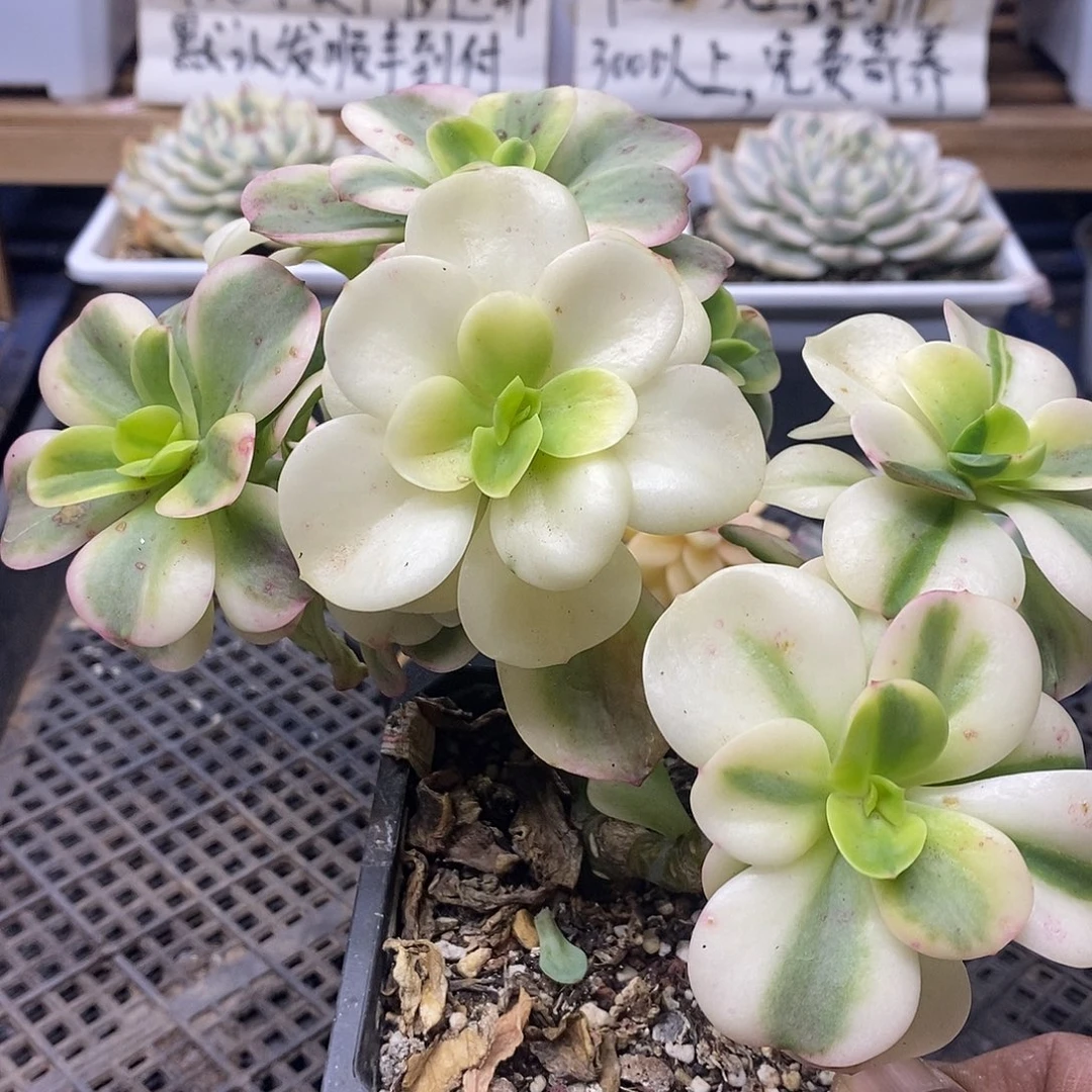 1647 红梅覆轮锦群有砍