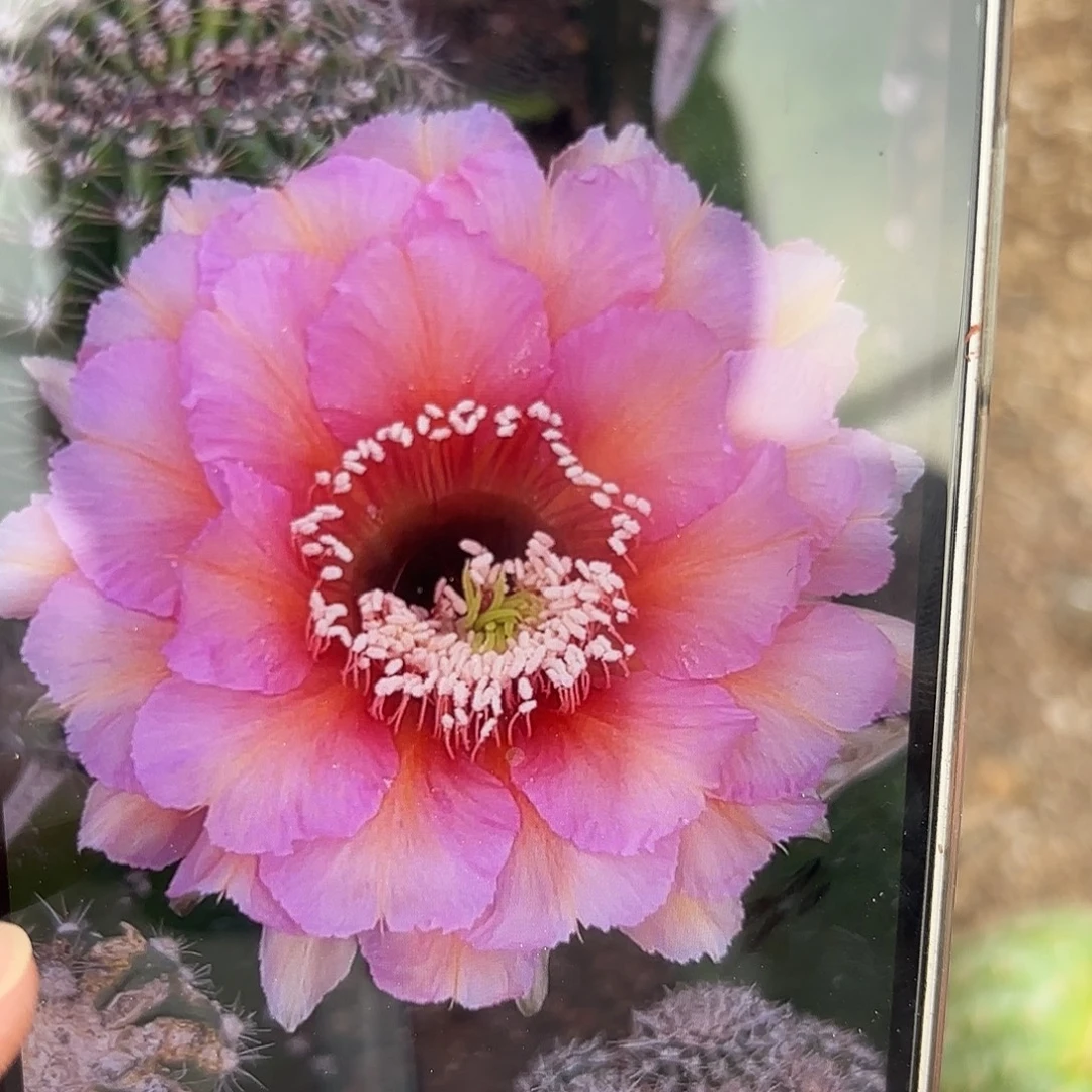 彩草2420号6.5公分侧牙有气根