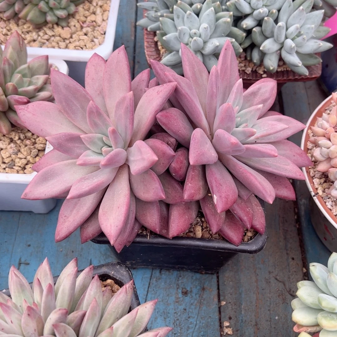 精品多肉植物老桩