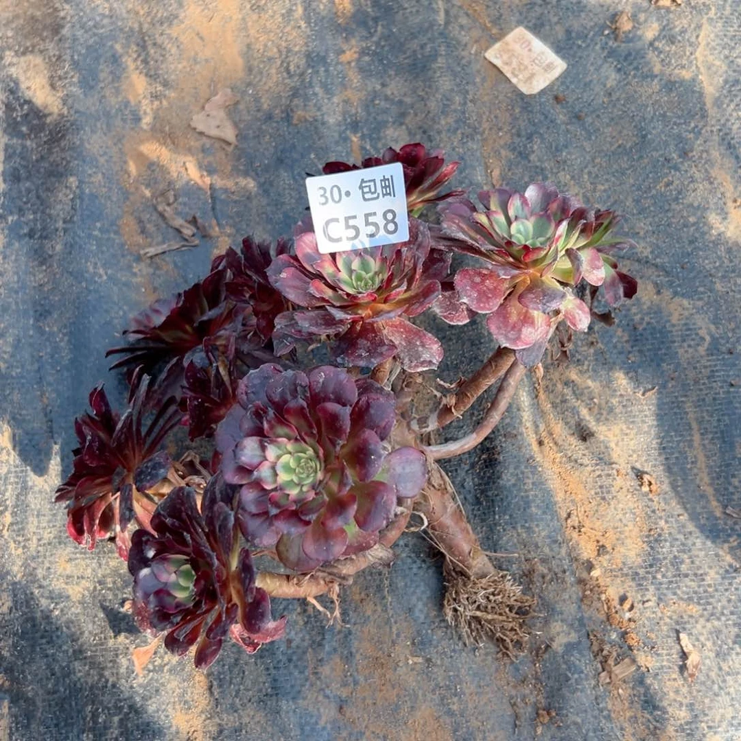 558美肌福利多肉法师