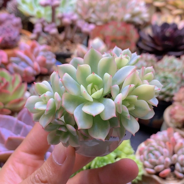 一物一拍含盆土满38包邮A584