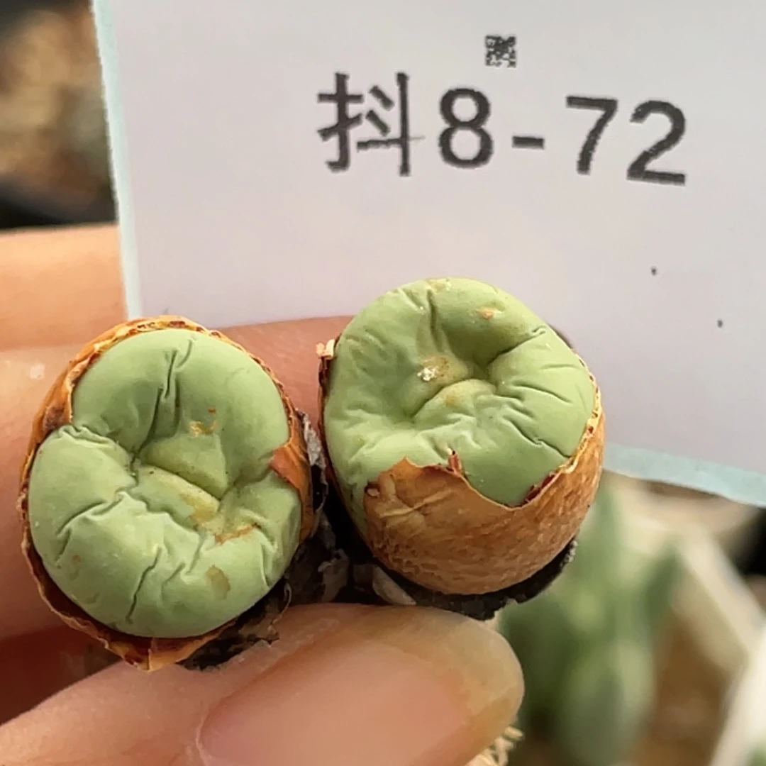 8-72嘴多肉植物肉锥