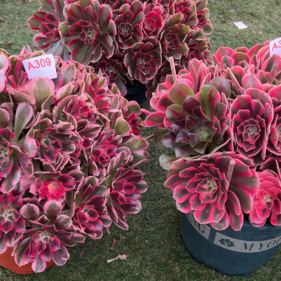 309，310、311，多肉植物法师
