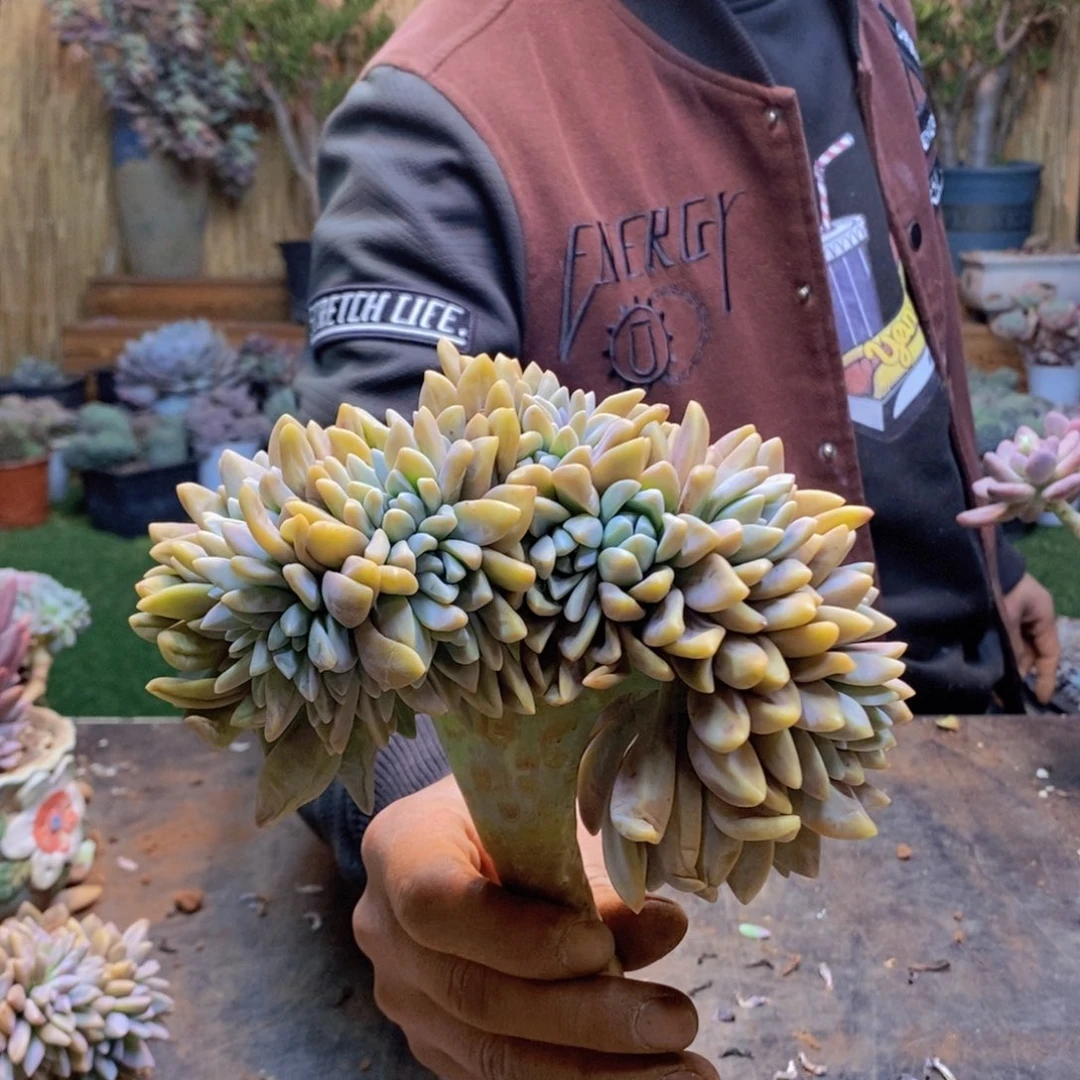 石**院118号淡雪缀多肉