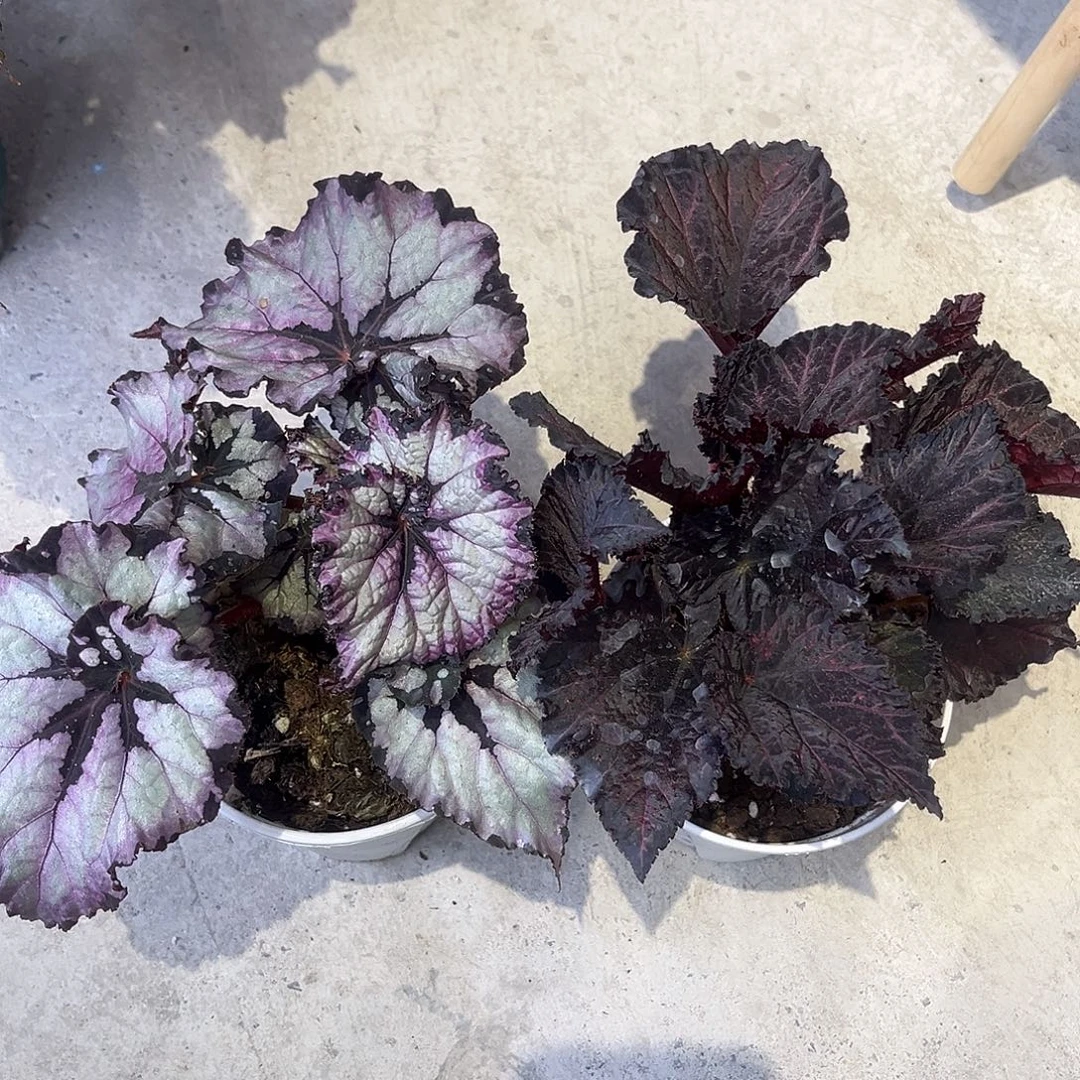 完全开放花花公子knowing 组合