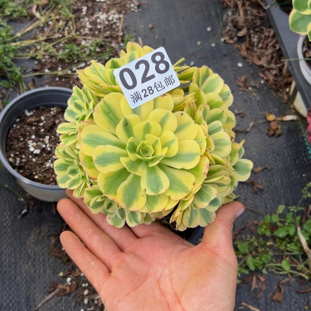 多肉植物028无售后