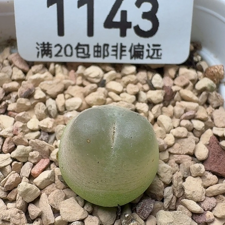拉登1.4带盆土。