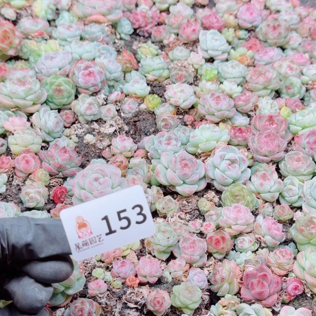 M***手多肉植物多肉植物