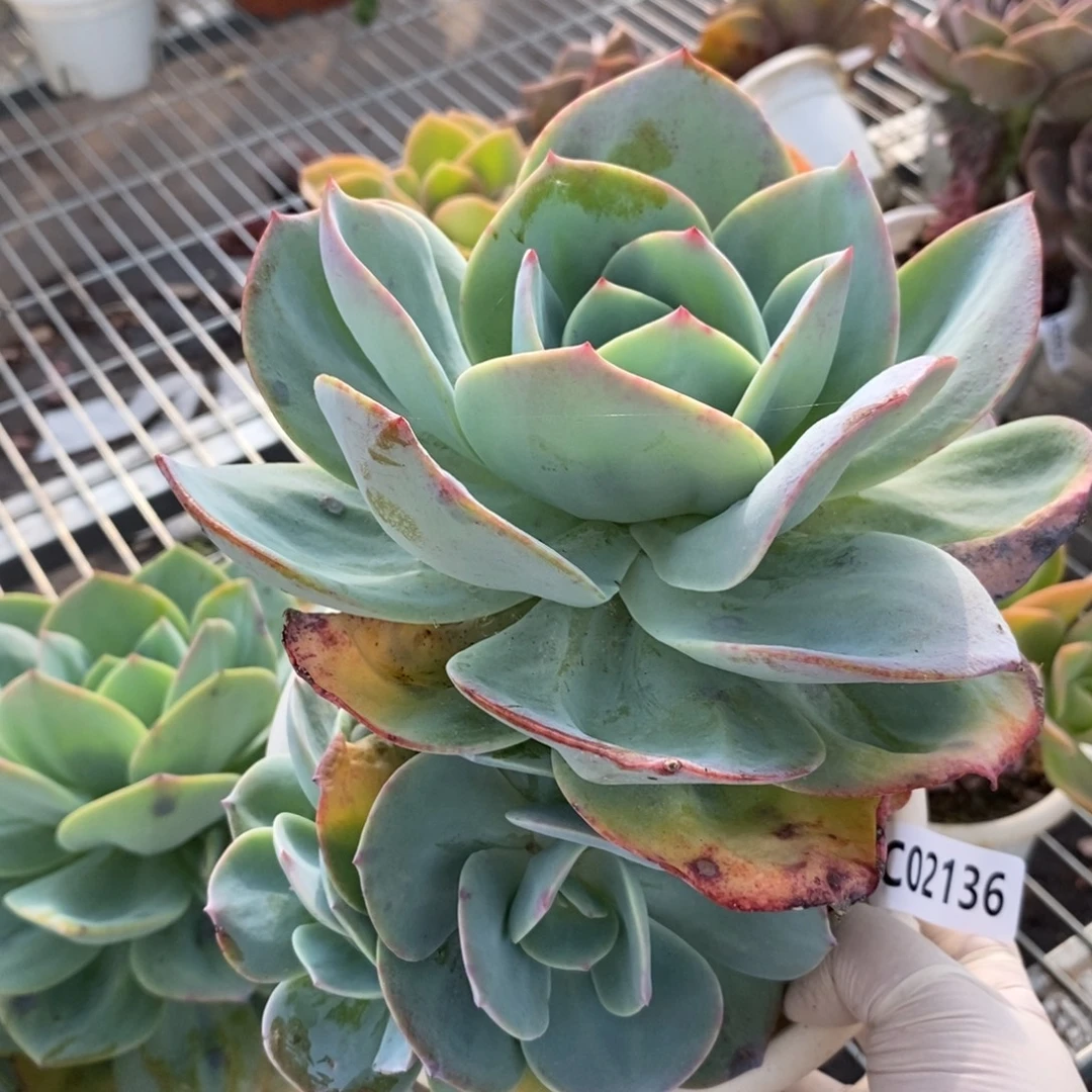 2136白凤一物一拍