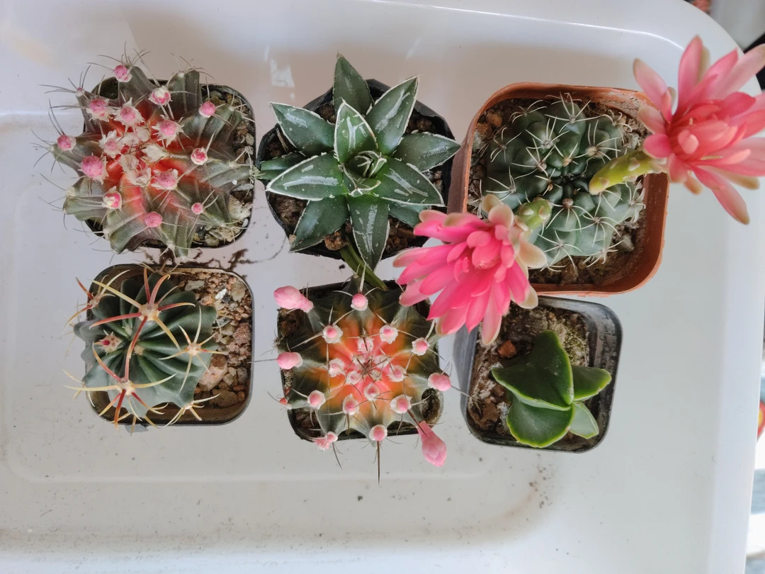 仙人球盆栽(6组合)室内绿植开花净化空气办公室桌摆