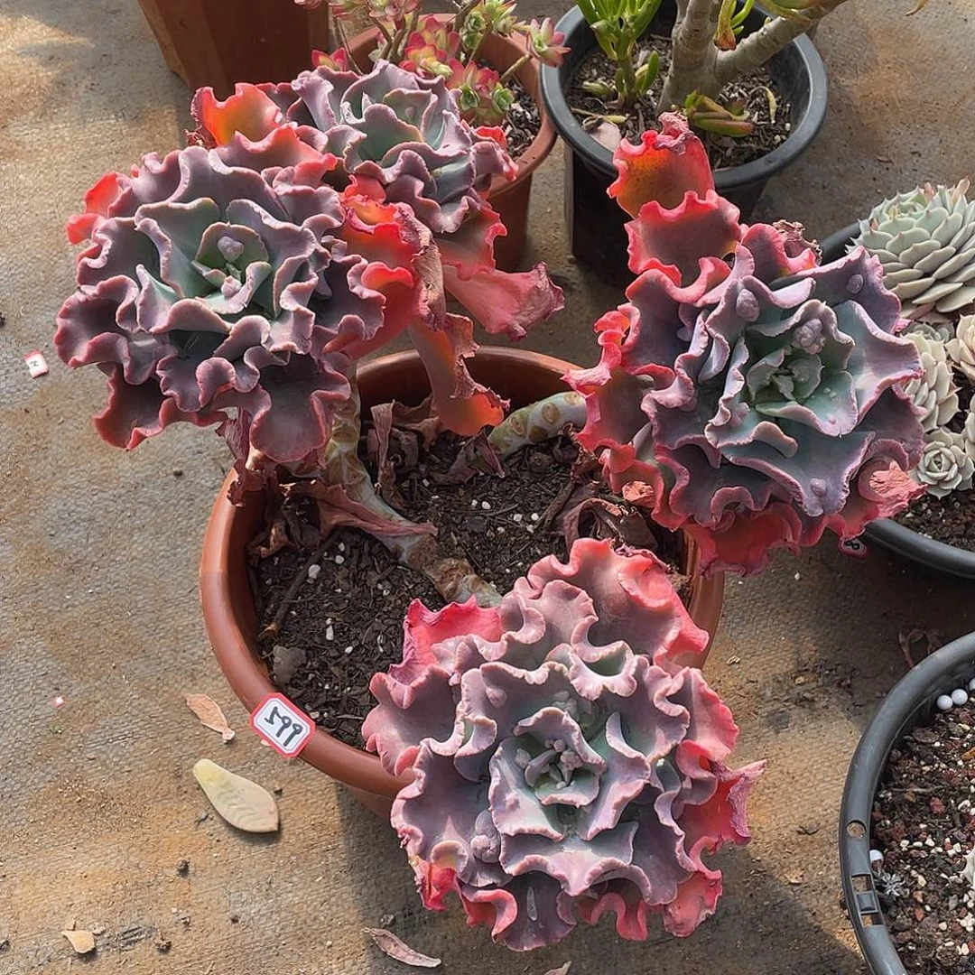 599包菜 一物一拍多肉