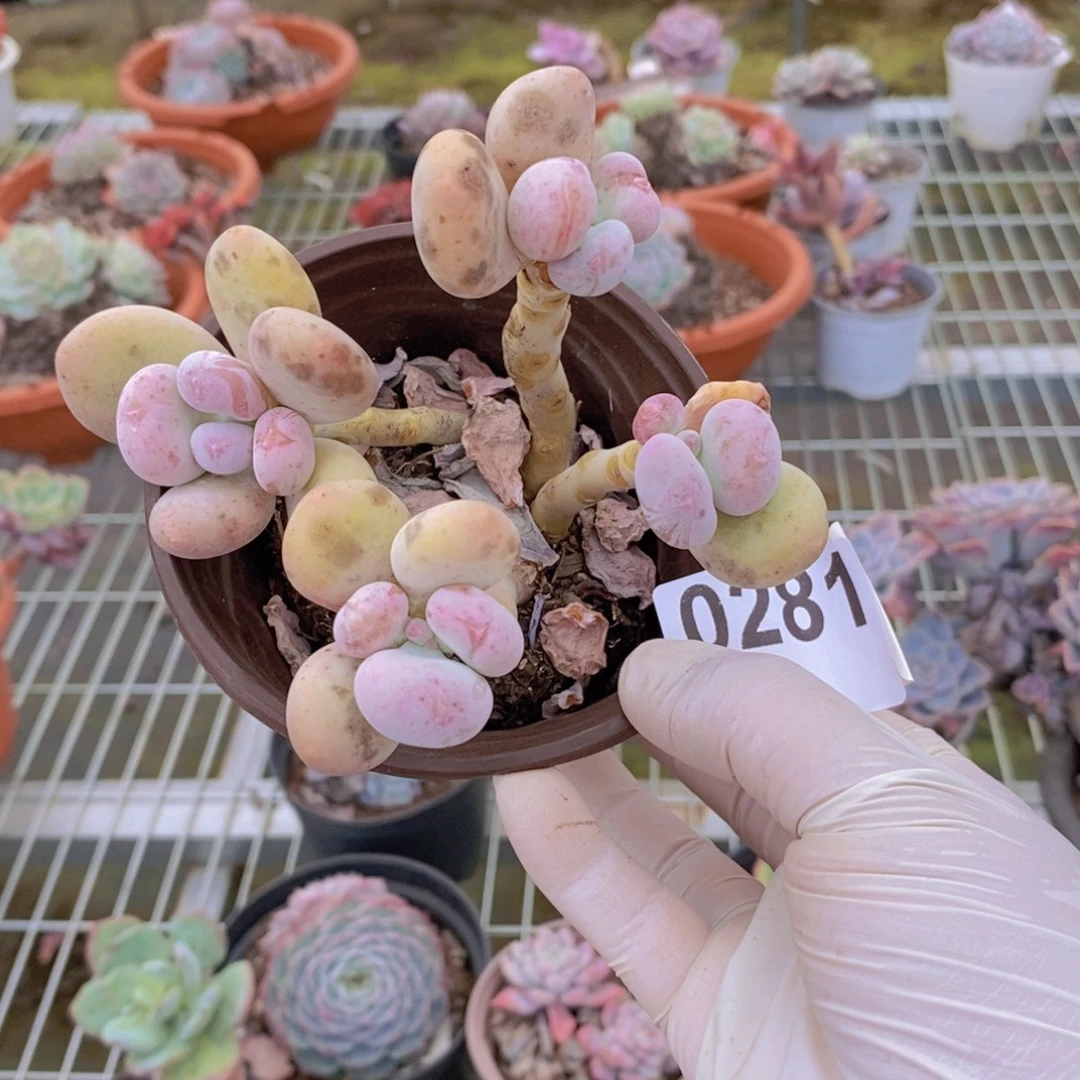 0281桃蛋老桩一物一拍