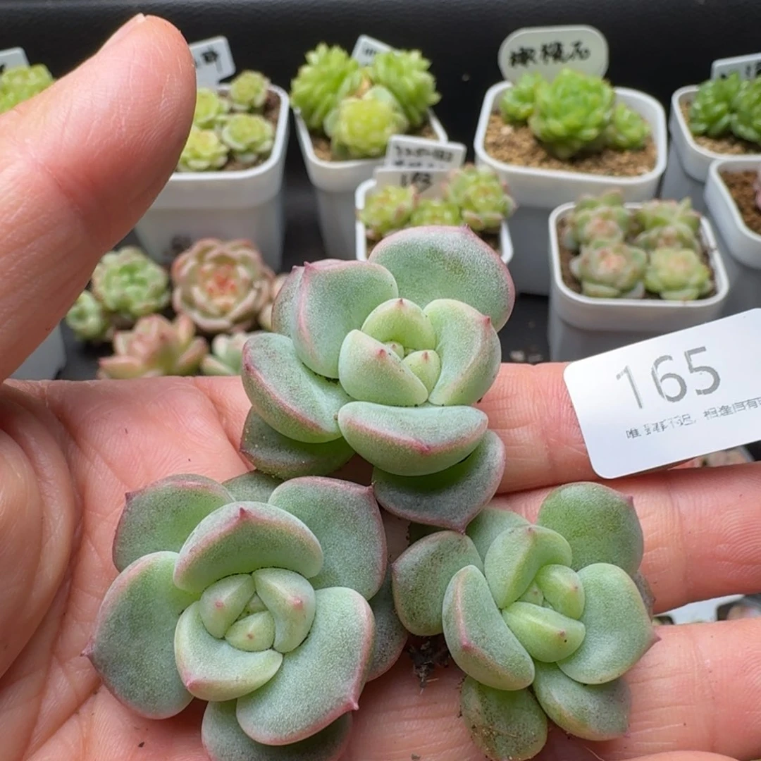 一物一拍一盒510-165