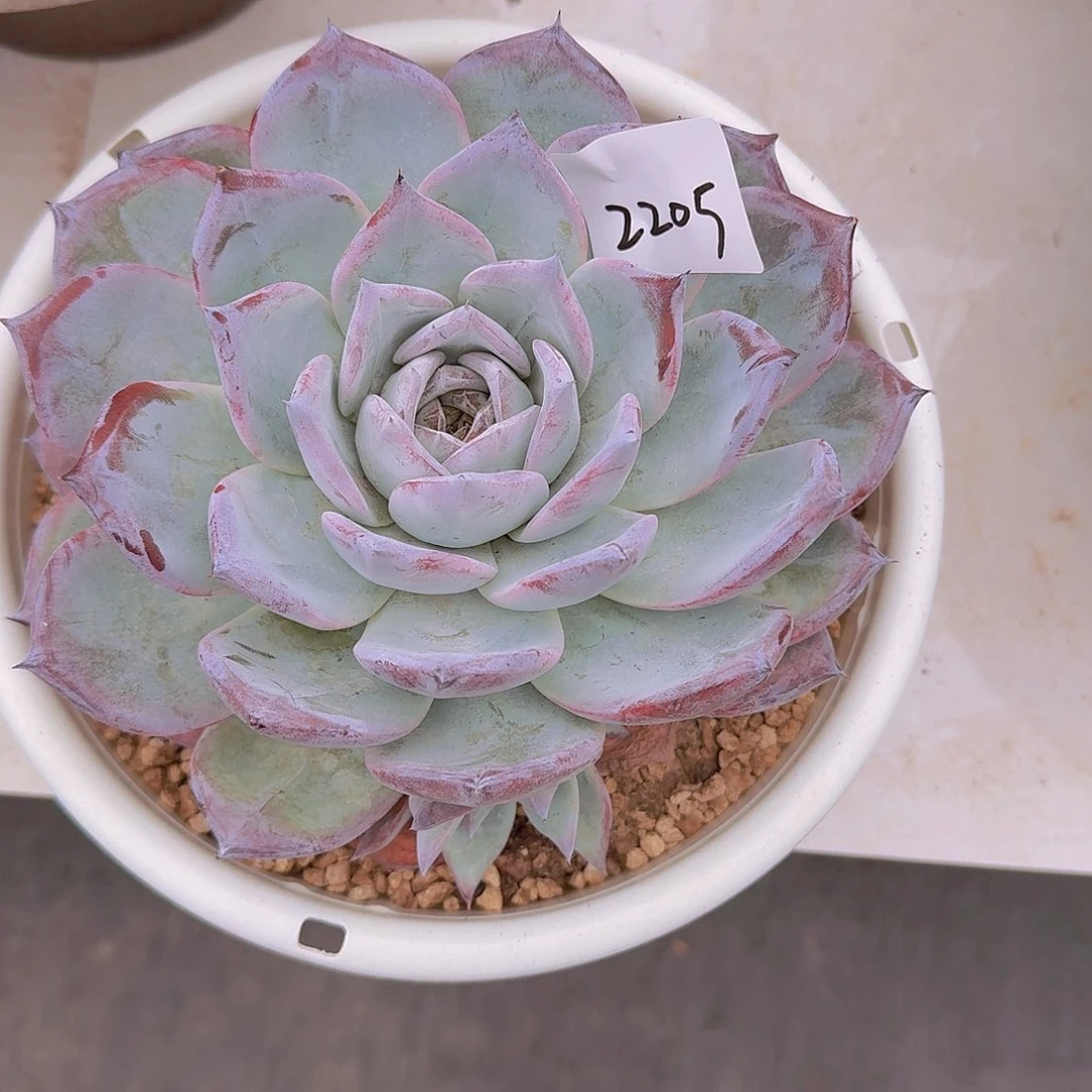 来***张2205黑卡多肉植物
