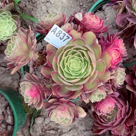 黑魔锦法师手捧8-13