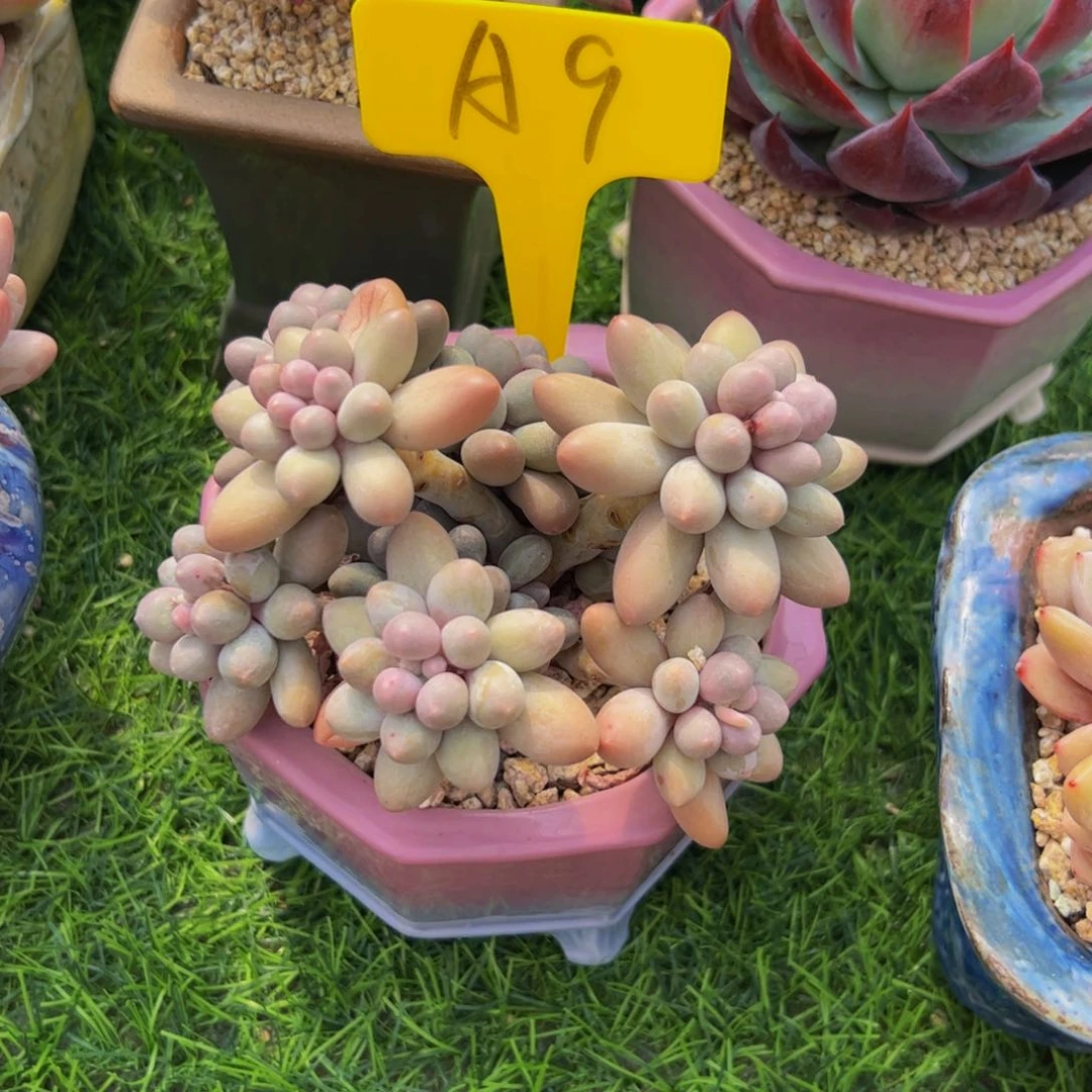 魏**?小老桩汤圆多肉