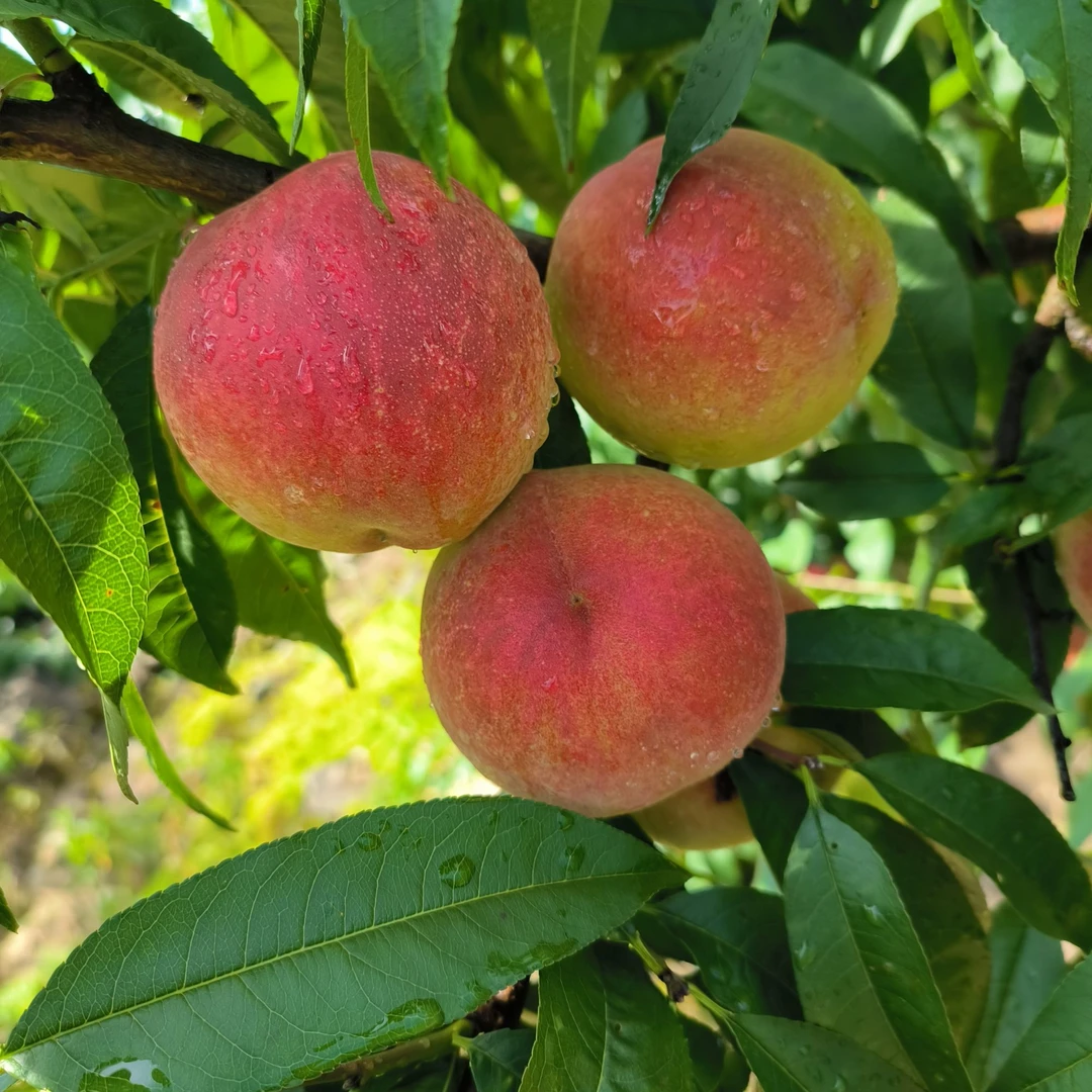 全国特质农品-玫瑰香桃（精品）