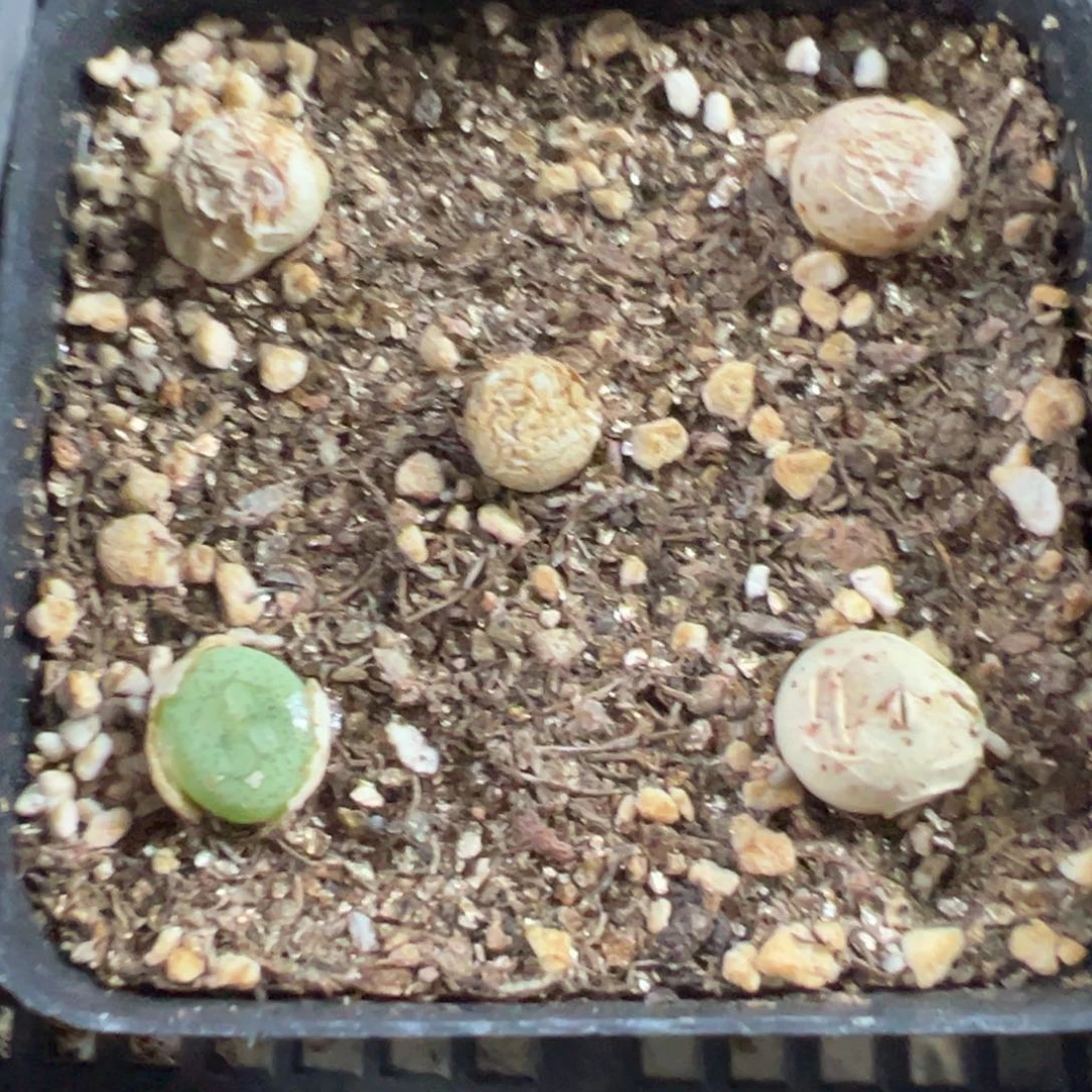 8-264量拍八重猴5颗一盆，带盆发