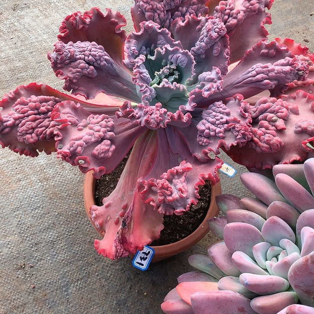 731包菜 一物一拍多肉