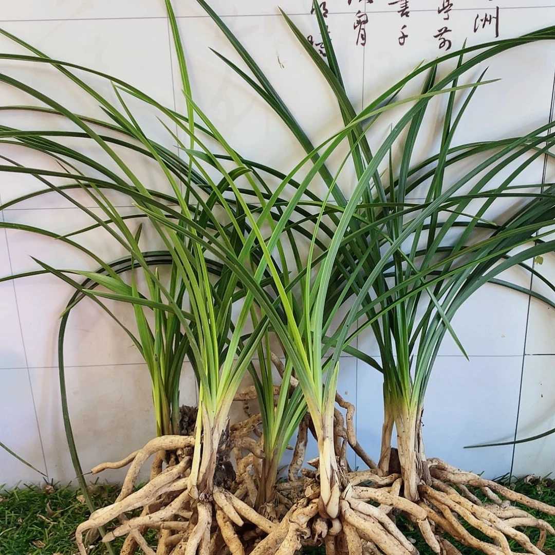 寻***吧完全开放兰花兰花