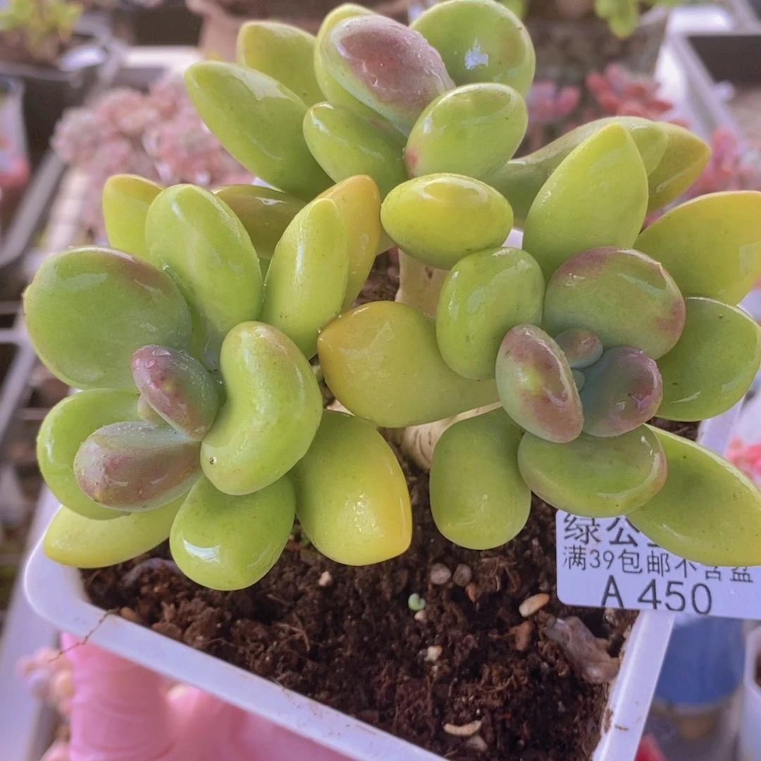 金色芒果奶老桩11cm450多肉植物