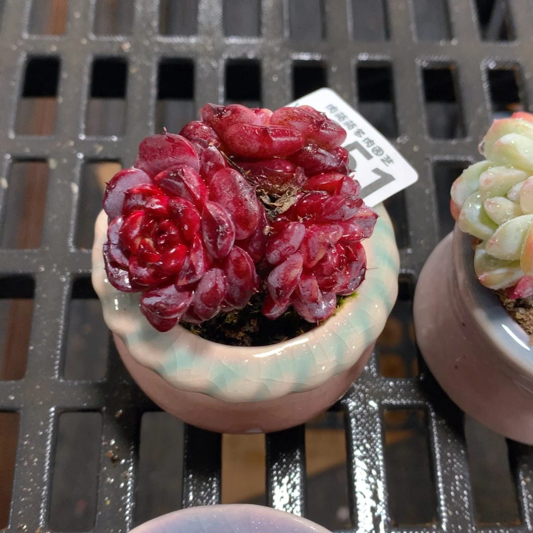 肉萌萌拇指盆精控多肉YU051