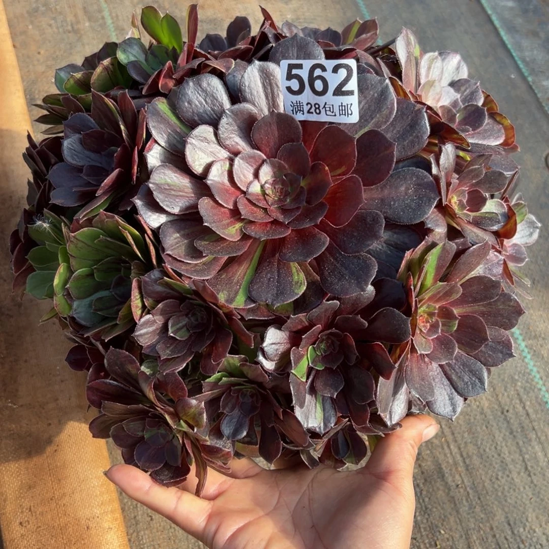 多肉植物562花月叶