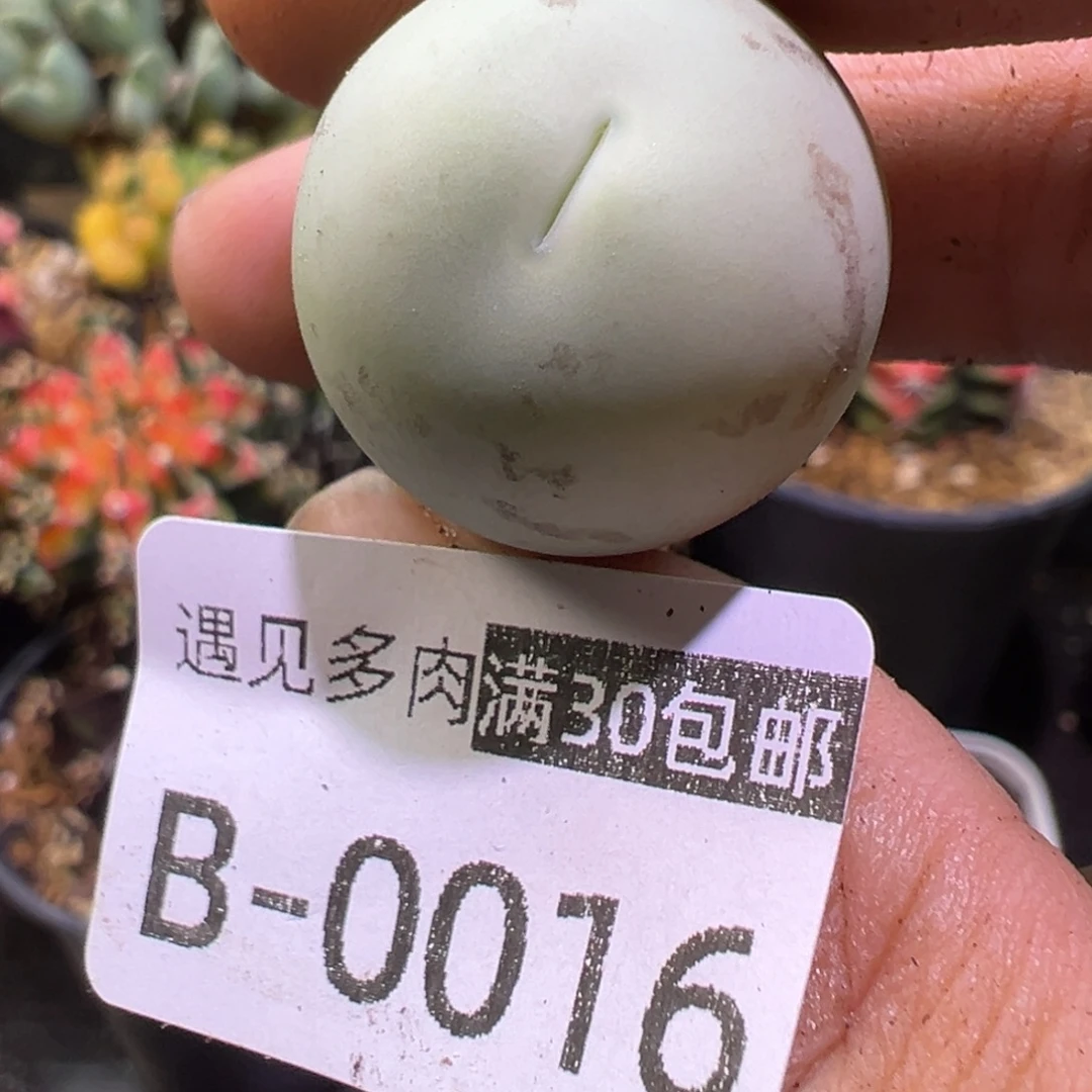 多肉植物1111111111111