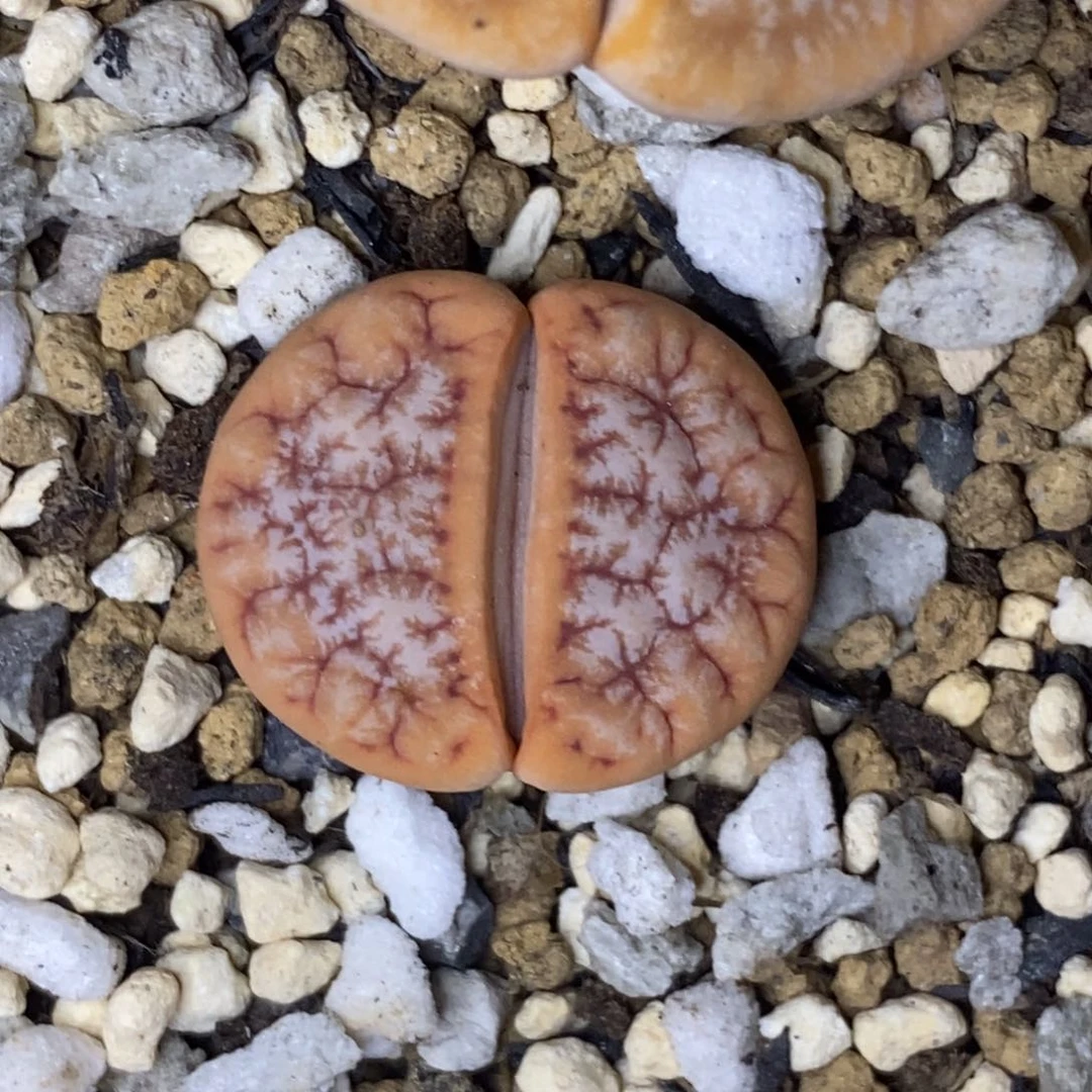 7136。18包邮.当天凑哦。新疆西藏88包邮