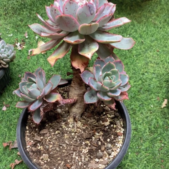 餅*赫拉多肉2575542685