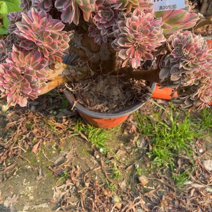 瑞妈，。。。。。。144女巫缀，