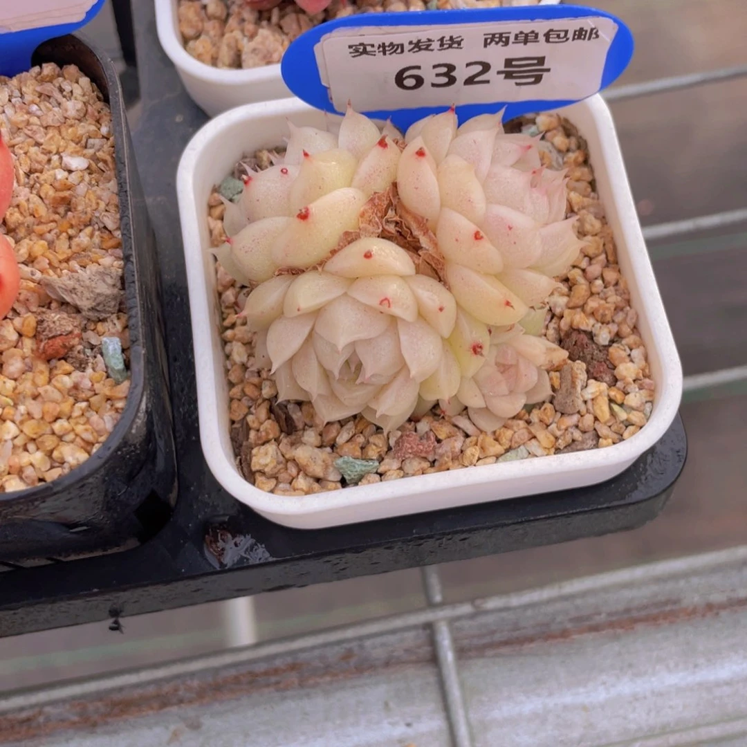 632号奶油白透麦秆群