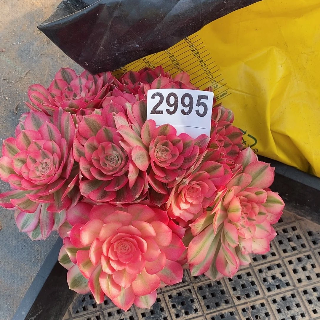 红陶?****2995倾城冠18有干伤有老断枝不包售后