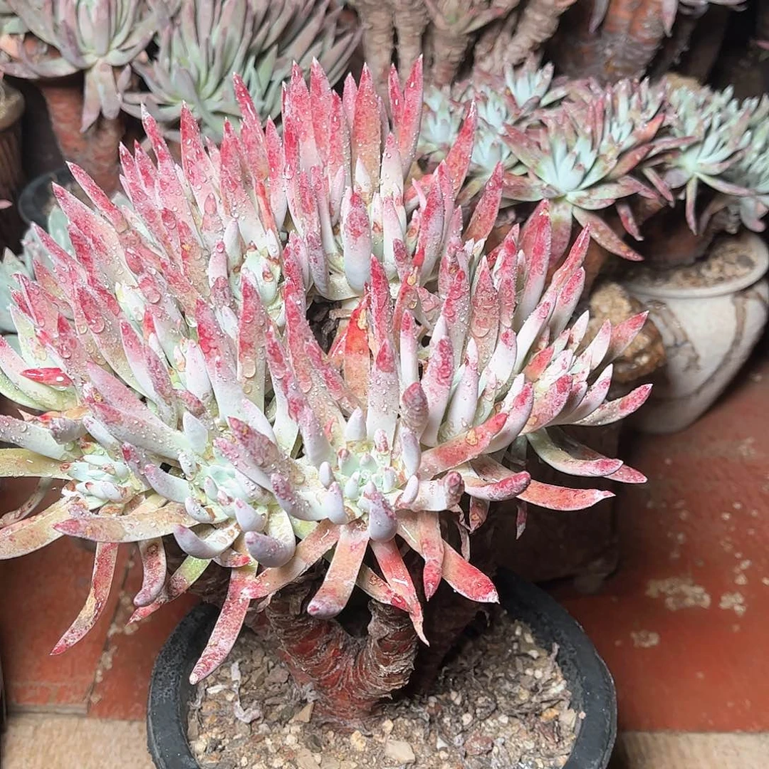 6321雪花仙女杯多肉