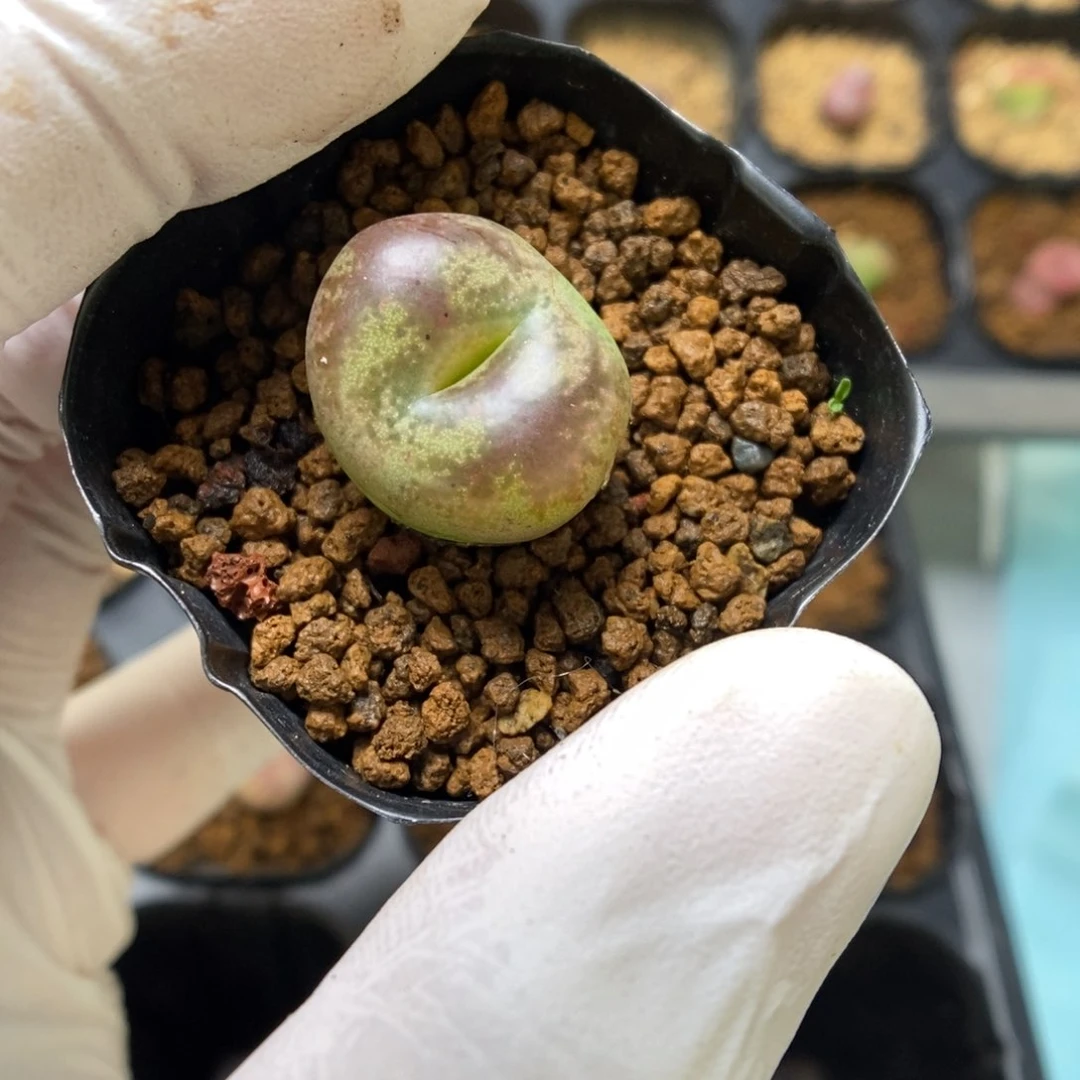 多肉植物肉锥杂交K-3380