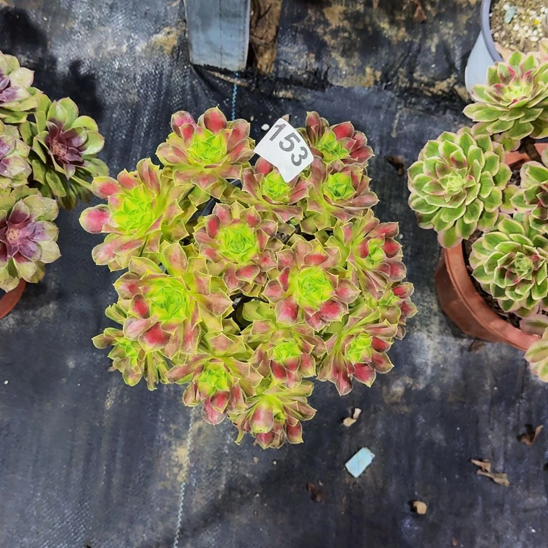 153韶华丛林冠服25公分